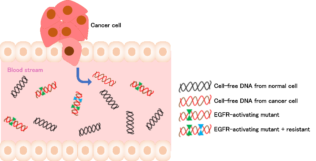 Schematic diagram of cell-free DNA in blood of lung cancer patient